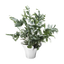 BLOOM BOTANICA Flower pot, Medium