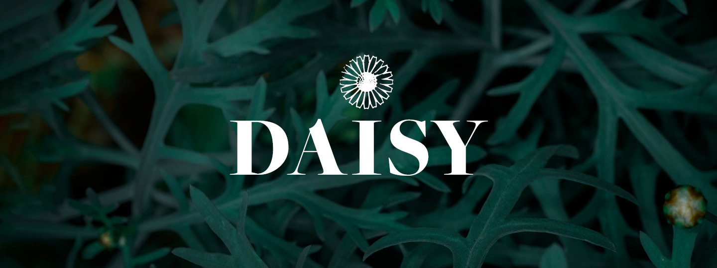 デイジー(Daisy)
